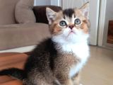 British Shorthair Dişi ve Erkek Yavrular