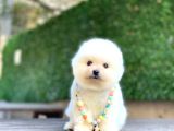 Sevimli Pomeranian Yavrular