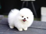 6 Pomeranian yavrusu (beyaz, krem)
