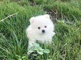 Pomerian Beyaz 3 aylık