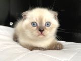 YAVRU SCOTTISH FOLD