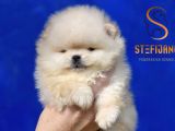 Pomeranian Spitz – Yavrular