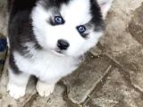 Irk Garantili Husky Yavrularımız