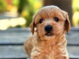 Safkan maltipoo bebekler