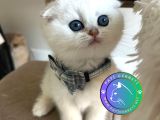Scottish Şirinlik Silver Shorthair yavrumuz
