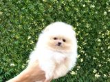 Sevimli Pomeranian Yavrular
