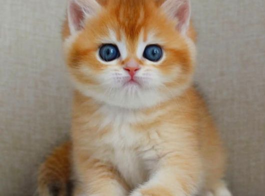Şaheser Gibi Golden Ny12 British Shorthair