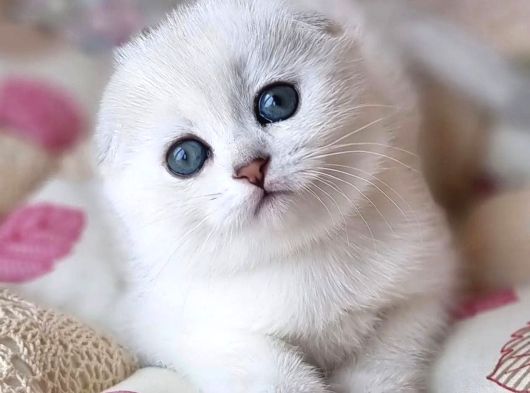 Saf Kan En Kaliteli Ns1133 scottish Fold Shorthair