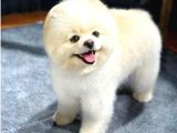 Pomerainan BOO Dişi FULL EĞİTİMLİ