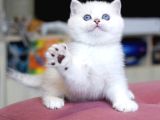 Kar Topu Mavi Göz NS1133 British Shorthair
