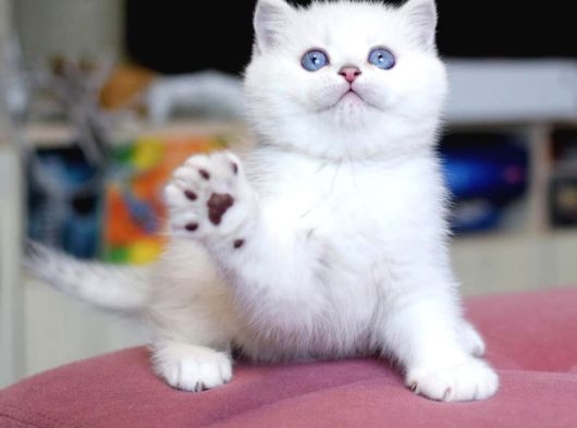 Kar Topu Mavi Göz NS1133 British Shorthair
