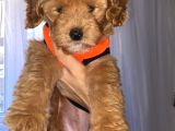 TOY POODLE YAVRUMUZ 0 TEACUP