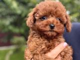 Hayatınıza mutluluk ekleyin, Toy Poodle ile tanışın