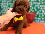 Sağlıklı, aşılı ve sosyal Toy Poodle yavrular