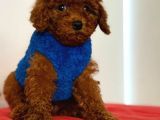 TOY POODLE IRK VE SAĞLIK GARANTİLİ