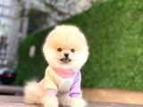 Sevimli Pomeranian Yavrular