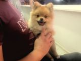 Pomerian