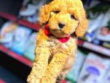 TOY POODLE YAVRUMUZ 0 TEACUP