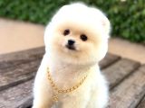 Sevimli Pomeranian Yavrular