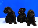 toy poodle mükemmel üstü yavrular