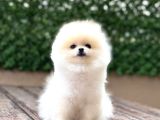 Pomeranian Boo