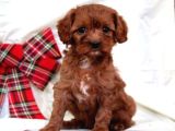 TOY POODLE YAVRUMUZ 0 TEACUP