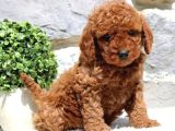 TOY POODLE YAVRUMUZ 0 TEACUP