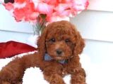 TOY POODLE YAVRUMUZ 0 TEACUP