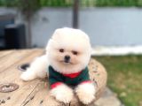Ayı surat pomerian boşver bebekler