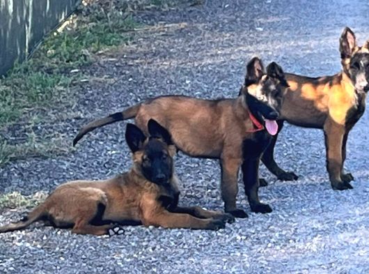 sevgine  zamanına  emeğine değecek  köpek arayanlara
