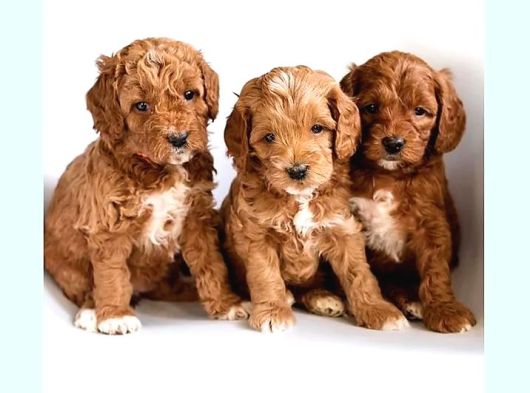 MALTİPOO CİNSİ YAVRULAR EV ÜRETİMİ 