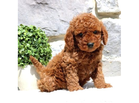 TOY POODLE YAVRUMUZ 0 TEACUP