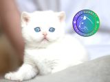 Beyaz Zarafet Silver British Shorthair yavrumuz