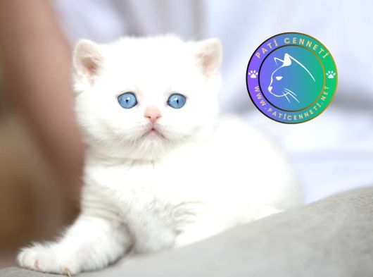 Beyaz Zarafet Silver British Shorthair yavrumuz