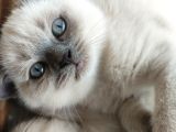 British shorthair blue point yavru