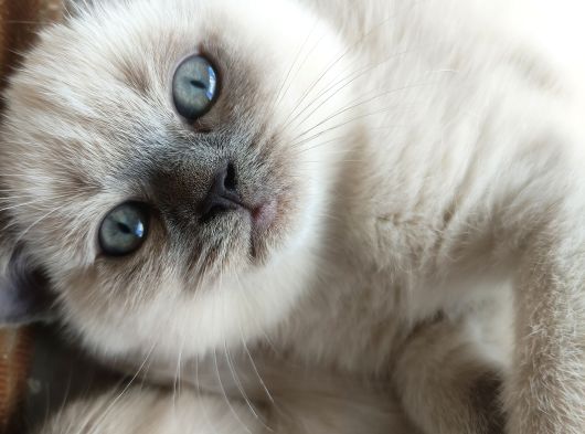 British shorthair blue point yavru
