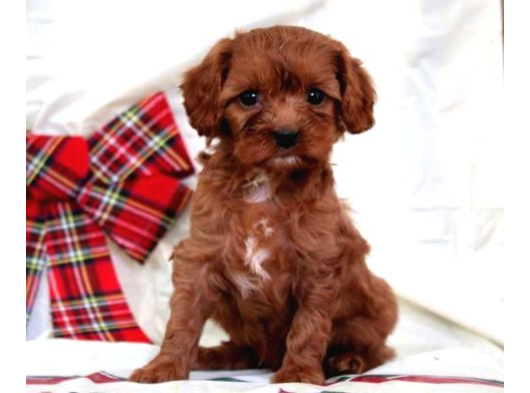 MALTİPOO CİNSİ YAVRULAR EV ÜRETİMİ 