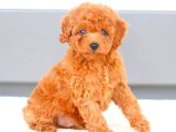 TOY POODLE YAVRUMUZ 0 TEACUP