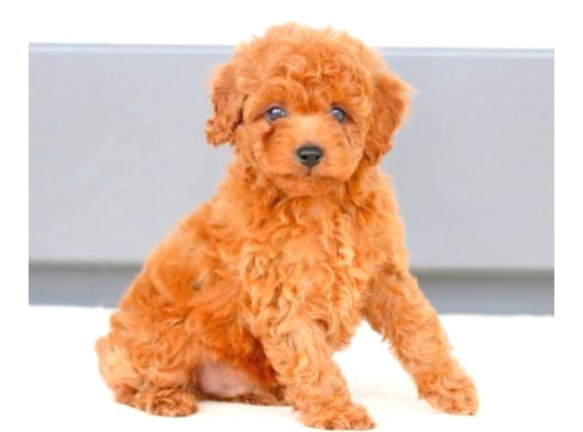 TOY POODLE YAVRUMUZ 0 TEACUP