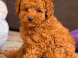 TOY POODLE YAVRUMUZ 0 TEACUP
