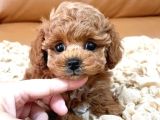 TOY POODLE YAVRUMUZ 0 TEACUP
