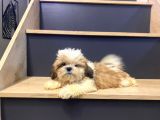 3 AYLIK ERKEK TEACUP SHİHTZU YAVRU KÖPEK SHİH TZU