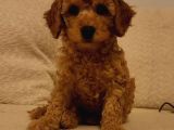KIVIRCIK TÜYLÜ SEVİMLİ TOY POODLE 