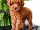 TOY POODLE YAVRUMUZ 0 TEACUP
