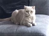 scottish Fold 8 aylık