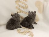 BİBLO SURAT BRTİSH SHORTHAİR YAVRULAR
