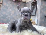 EGZOTİK FRENCH BULLDOG YAVRULARIMIZ HARİKA RENKLER VE ANATOMİLER