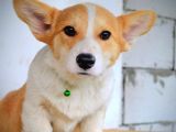 Welsh Corgi Pembroke – Güzel Yavru Köpekler
