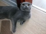 British Shorthair 1 Buçuk yaşında Uysal