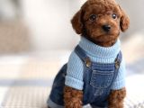 RED BROWN TOY POODLE YAVRULAR